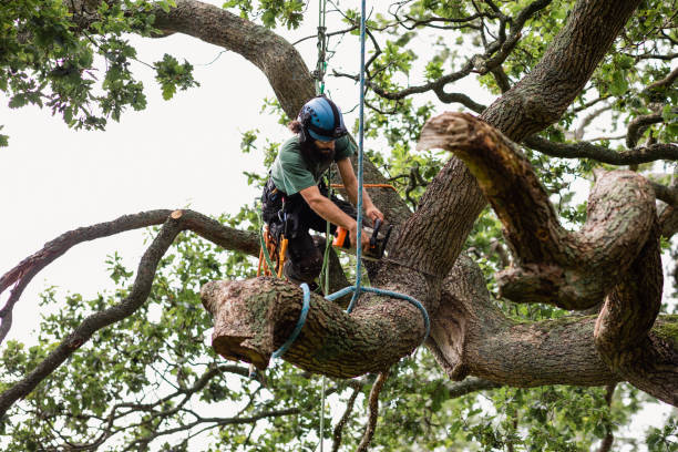 Tree and Shrub Care in Eddyville, KY