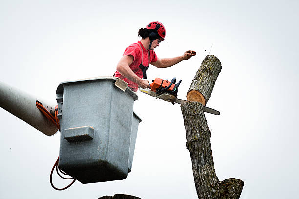 Seasonal Cleanup (Spring/Fall) in Eddyville, KY