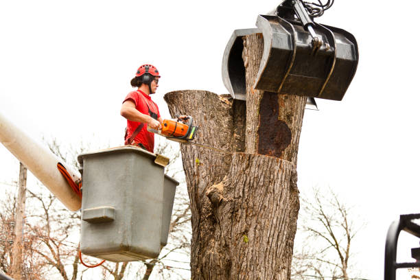 Reliable Eddyville, KY Tree Care Solutions